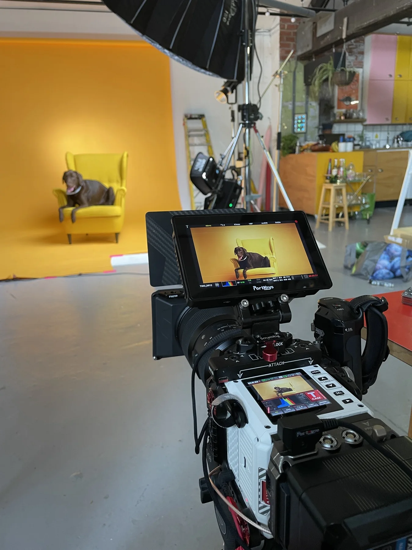 Camera monitor framing a dog on a yellow chair against a yellow studio backdrop